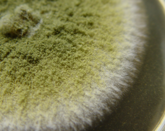 REMAL Protiplísňová barva proti plísni