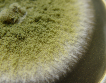 REMAL Protiplísňová barva proti plísni