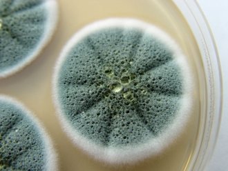 Protiplísňové nátěry a penetrace