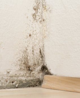 Likvisan - Přípravek proti plísním a řasám.